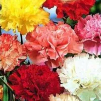 Купить Гвоздика Шабо Акварель смесь