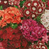 Купить Гвоздика многолетняя турецкая Голландия смесь