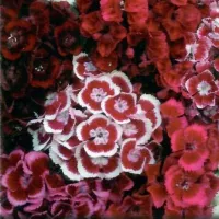 Купить Гвоздика многолетняя турецкая Голландия смесь