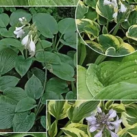 купить Хоста Микси смесь