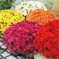 Купить Хризантема корейская Звезды галактики