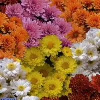 Купить семена Хризантему Смесь окрасок