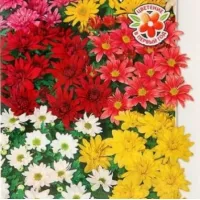 Купить семена Хризантему Смесь окрасок
