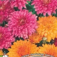 Купить семена Дизайнерская макси