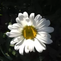 Купить семена Хризантема Эксибишн