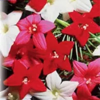 Купить Ипомея Квамоклит смесь