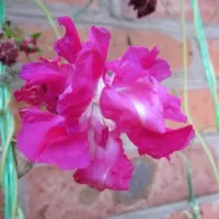 Купить Ипомея Леди Флер махровая