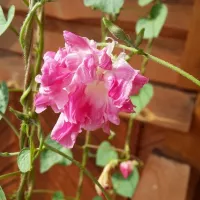 Купить Ипомея Леди Флер махровая