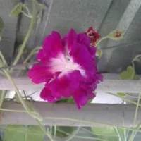 Купить Ипомея махровая Серенада