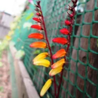 Купить Ипомея вьющаяся Динь-Динь