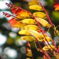 Купить Ипомея вьющаяся Динь-Динь