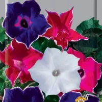 Купить Ипомея японская Нил Кайкио-заки