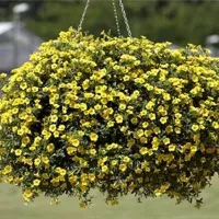 Kupte si semena žlutého hedvábí Calibrachoa