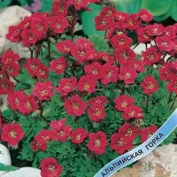 Купить Камнеломка Арендса Пурпурный ковер