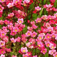 Купить Камнеломка Арендса Розовый ковер