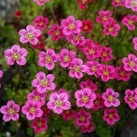 Купить Камнеломка Арендса Розовый ковер