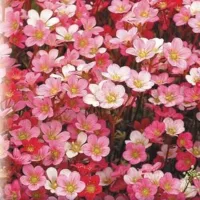 Купить Камнеломка Фламинго смесь