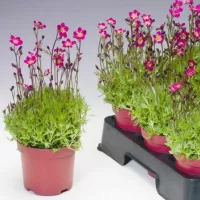 Купить Камнеломка Фламинго смесь