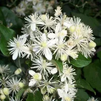 Купить Клематис маньчжурский Букет ароматов мелкоцветковый белый