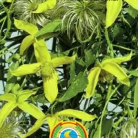 Купить Клематис Гелиос