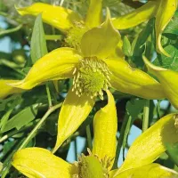 Купить Клематис Гелиос