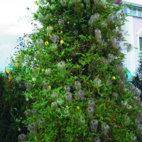 Купить Клематис Локатор любви