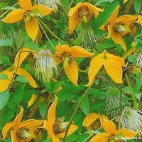 Купить Клематис Локатор любви