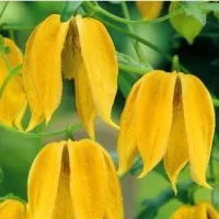 Купить семена Клематис тангутский