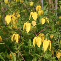 Купить семена Клематис тангутский