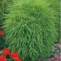 Купить Кохия Летний кипарис