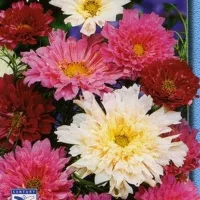 Купить Космея (космос) Радужные переливы махровая