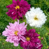 Купить Космея (космос) Радужные переливы махровая