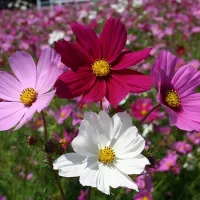 Купить Космея (космос) Разноцветные огни