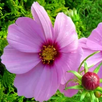 Купить Космея (космос) Разноцветные огни