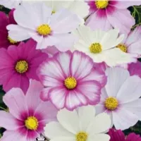 Купить Космея (космос) Дварф сенсейшн микс