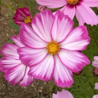 Купить Космея (космос) Дварф сенсейшн микс