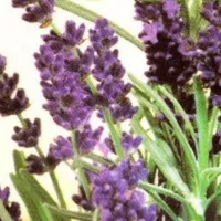 Купить Лаванда декоративная Услада