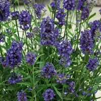 Купить Лаванда узколистная Аромат Прованса