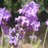 Купить Лаванда Сиреневый туман