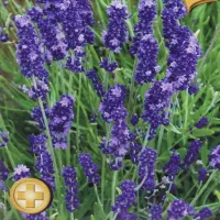 Купить Лаванда узколистная Вознесенская