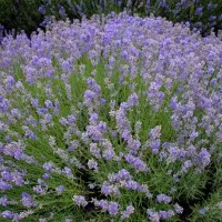 Купить Лаванда узколистная Вознесенская