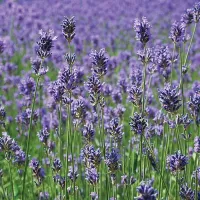 Купить Лаванда Южанка