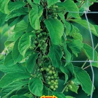 Купить Лимонник Китайский семена