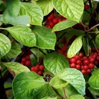 Купить Лимонник Китайский семена