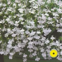 Купить Лобелия Фонтан Белая