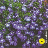 Купить Лобелия Фонтан Лиловая