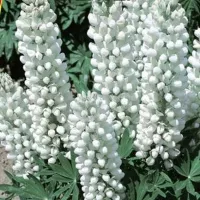 Купить Люпин белый Гейзер