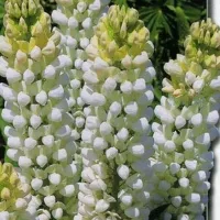 Купить Люпин белый