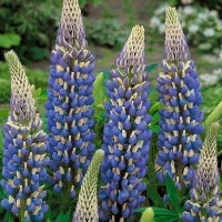 Купить Люпин многолетний Синее пламя