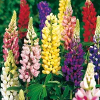 Купить Люпин многолетний Руссель